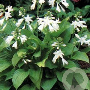 Hosta 'Royal Standard' GM P9