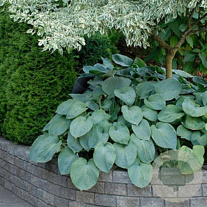 Hosta sieboldiana GM P9