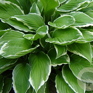 Hosta 'Undulata Albomarginata' GM P9