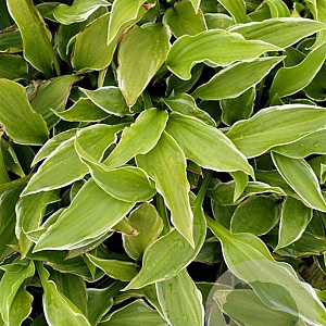 Hosta 'Undulata Albomarginata' GM P9