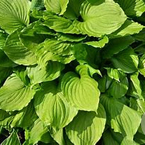 Hosta 'Undulata Erromena' GM P9