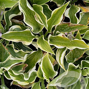 Hosta 'Wide Brim' GM P9