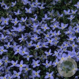 Houstonia caer. 'Millard's Variety' GM P9