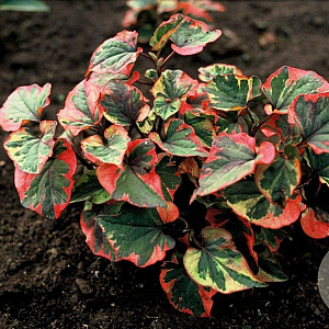 Houttuynia cordata 'Chameleon' GM P9