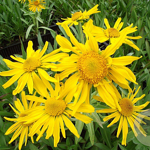 Helenium hoopesii GM P9