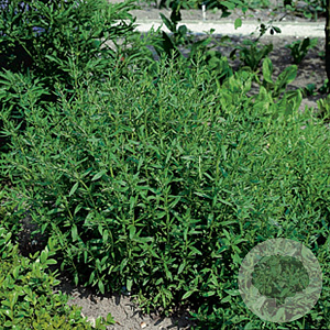 Hyssopus officinalis GM P9