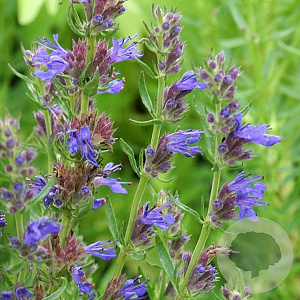 Hyssopus officinalis aristatus GM P9