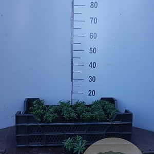 Iberis sempervirens GM P9