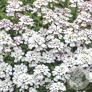 Iberis sempervirens 'Findel' GM P9