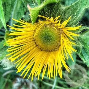 Inula 'Sonnenschein' GM P9