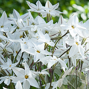 Ipheion uniflorum GM P9