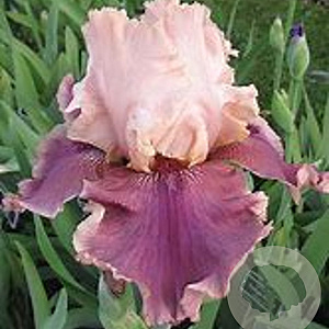 Iris 'Annabelle Jane' GM P9