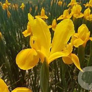 Iris 'Dutch of Gold' GM P9