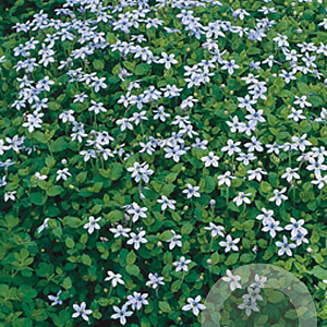 Isotoma fluviatilis GM P9