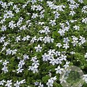 Isotoma fluviatilis GM P9