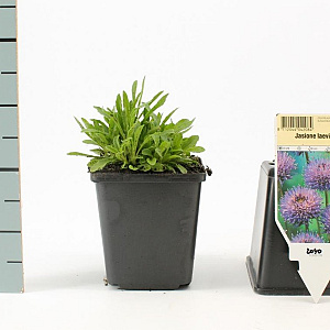 Jasione laevis 'Blaulicht' GM P9