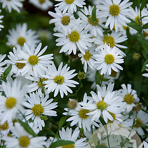 Kalimeris incisa GM P9