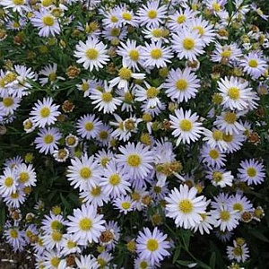 Kalimeris incisa 'Charlotte' GM P9