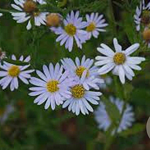 Kalimeris incisa 'Charlotte' GM P9