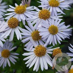 Kalimeris incisa 'Madiva' GM P9