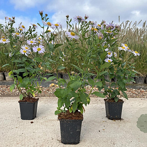 Kalimeris incisa 'Madiva' GM P9