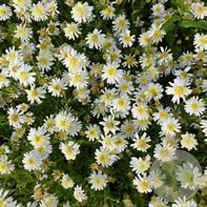 Kalimeris pinnatifida 'Hortensis' GM P9