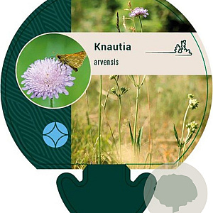 Knautia arvensis GM P9