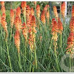 Kniphofia 'Aurore' GM P9