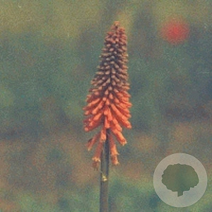 Kniphofia 'Alcazar' GM P9