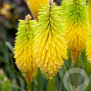 Kniphofia 'Bees' Lemon' GM P9