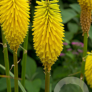 Kniphofia 'Bees' Lemon' GM P9