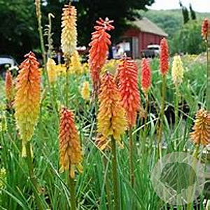 Kniphofia 'Earliest of All' GM P9