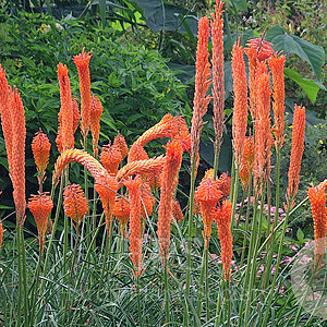 Kniphofia 'Erecta' GM P9
