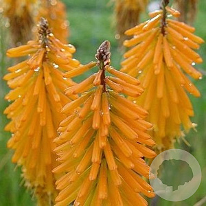 Kniphofia 'Mango Popsicle' GM P9