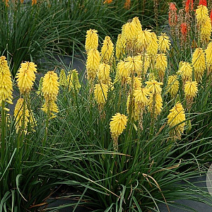 Kniphofia Poco Citron GM P9