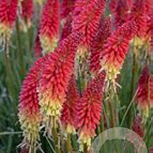Kniphofia 'Red Rocket' GM P9