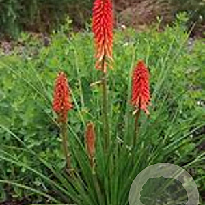 Kniphofia Wolfs Red Seedling GM P9