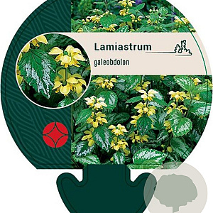 Lamiastrum galeobdolon GM P9
