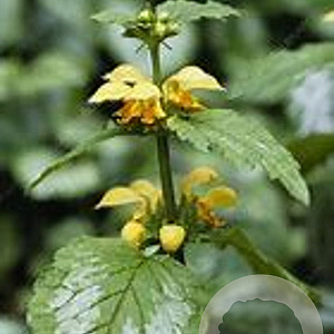 Lamiastrum galeobdolon 'Variegatum' GM P9