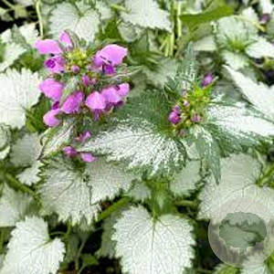 Lamium maculatum 'Ghost' GM P9