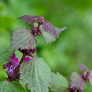 Lamium maculatum 'Purpureum' GM P9