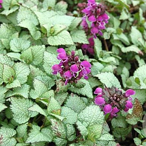 Lamium maculatum 'Sterling Silver' GM P9