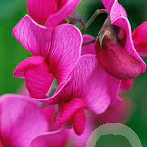 Lathyrus latifolius 'Red Pearl' GM P9