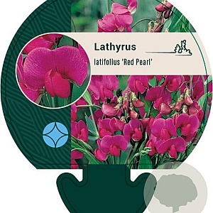 Lathyrus latifolius 'Red Pearl' GM P9