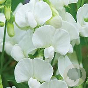 Lathyrus latifolius 'White Pearl' GM P9