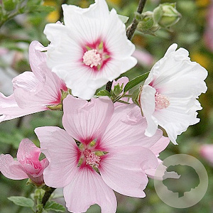 Lavatera 'Barnsley' GM P9