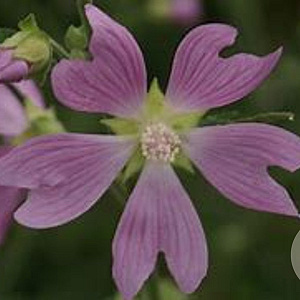 Lavatera cachemiriana GM P9