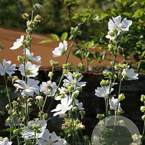 Lavatera 'Ice Cool' GM P9