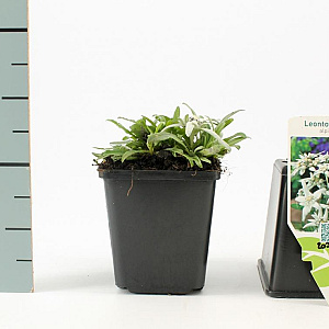 Leontopodium alpinum GM P9