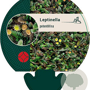 Leptinella potentillina GM P9